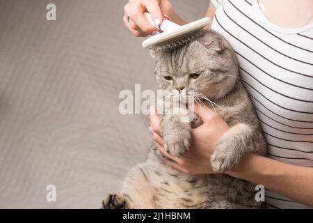 Femme peignant un chat mignon avec une brosse sur le canapé, gros plan Banque D'Images
