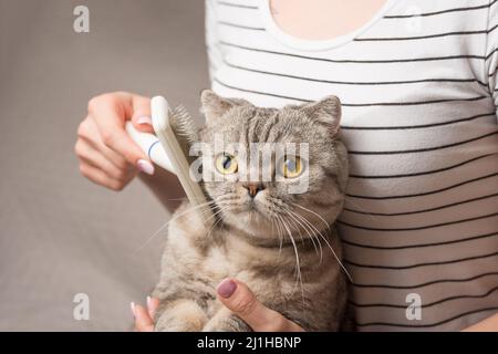 Femme peignant un chat mignon avec une brosse sur le canapé, gros plan Banque D'Images