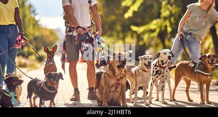 Groupe de jeunes étudiants marcheurs de chiens travaillant ensemble à l'extérieur avec des chiens Banque D'Images