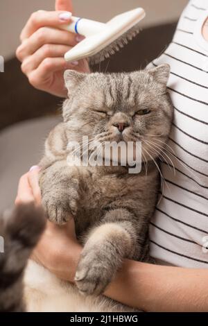 Femme peignant la fourrure de chat Banque D'Images