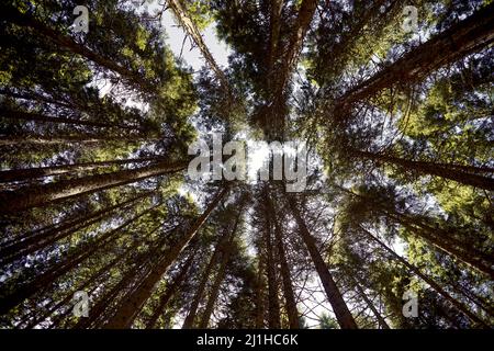 Vue sur le fond des grands pins en forêt. Ciel bleu en arrière-plan. Nature, concept de forêt Banque D'Images