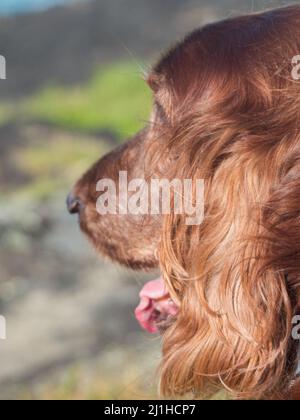 Chien, tête de Setter rouge irlandais et visage de côté, regardant la vue de bout de champ, le vieillissement et l'ombre, Australie Banque D'Images