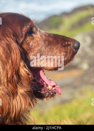 Animal chien gros plan, tête et visage de Setter rouge irlandais depuis le côté, bouche ouverte, vue sur la plage depuis le promontoire, vieux cheveux grisants, Australie Banque D'Images