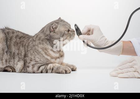 Cat et stéthoscope isolés sur fond blanc Banque D'Images