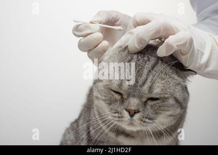 Le vétérinaire dégage les oreilles d'un chat écossais sur un fond blanc, isolé avec un espace vide pour l'inscription Banque D'Images