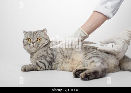 le vétérinaire du médecin mesure la température du chat dans la clinique vétérinaire. Santé animale Banque D'Images