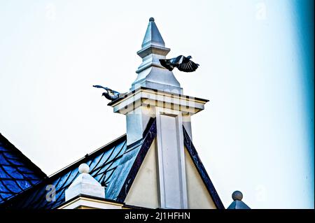 Taube à Hannover Stadt. Banque D'Images