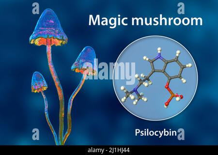 Champignons magiques et molécule de psilocybine, illustration Banque D'Images