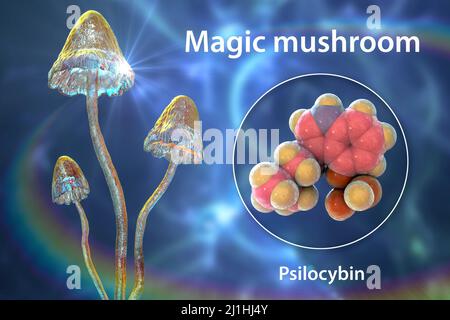 Champignons magiques et molécule de psilocybine, illustration Banque D'Images