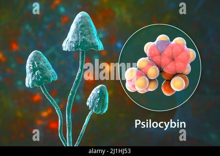 Champignons magiques et molécule de psilocybine, illustration Banque D'Images