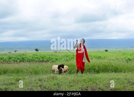 Maasai dans la région d'Arusha, dans le nord de la Tanzanie. Banque D'Images