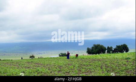 Les agriculteurs travaillant dans leur domaine dans le nord de la Tanzanie. Banque D'Images