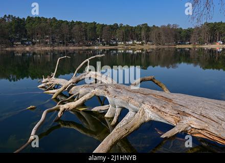 Schernsdorf, Allemagne. 24th mars 2022. Vue sur le Schervenzsee dans le parc naturel Schlaubetal sur les petites cabanes sur la zone du camping.(à dpa: 'Shillettes Glück, trauter Campingplatz - Saison startet') Credit: Patrick Pleul/dpa-Zentralbild/dpa/Alamy Live News Banque D'Images