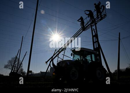 Tettnang, Allemagne. 24th mars 2022. Les ouvriers de récolte de Ludwig Locher, éleveur de houblon, fixent des fils aux cordes de raccordement dans un champ de houblon pour que les houblon puissent les pousser. En raison du manque de pluie, le sol a séché. (À dpa 'l'espoir de Corona et les soucis de guerre parmi les fermiers de saut dans le sud-ouest") Credit: Felix Kästle/dpa/Alay Live News Banque D'Images