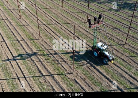 Tettnang, Allemagne. 24th mars 2022. Les ouvriers de récolte de Ludwig Locher, éleveur de houblon, fixent des fils aux cordes de raccordement dans un champ de houblon pour que les houblon puissent les pousser. Le manque de pluie a asséché le sol. Photographie prise par drone (pour dpa 'l'espoir de Corona et les soucis de guerre parmi les fermiers de houblon dans le sud-ouest') Credit: Felix Kästle/dpa/Alay Live News Banque D'Images