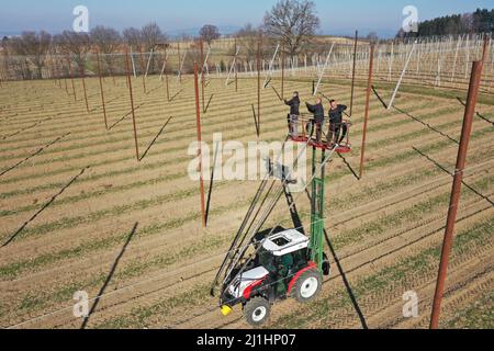 Tettnang, Allemagne. 24th mars 2022. Les ouvriers de récolte de Ludwig Locher, éleveur de houblon, fixent des fils aux cordes de raccordement dans un champ de houblon pour que les houblon puissent les pousser. Le manque de pluie a asséché le sol. Photographie prise par drone (pour dpa 'l'espoir de Corona et les soucis de guerre parmi les fermiers de houblon dans le sud-ouest') Credit: Felix Kästle/dpa/Alay Live News Banque D'Images