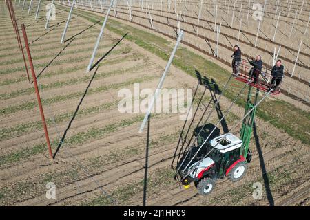 Tettnang, Allemagne. 24th mars 2022. Les ouvriers de récolte de Ludwig Locher, éleveur de houblon, fixent des fils aux cordes de raccordement dans un champ de houblon pour que les houblon puissent les pousser. En raison du manque de pluie, le sol a séché. (Photo prise avec drone) (à dpa 'l'espoir de Corona et les soucis de guerre parmi les fermiers de houblon dans le sud-ouest") Credit: Felix Kästle/dpa/Alamy Live News Banque D'Images