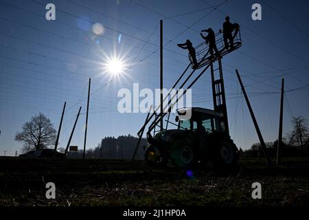 Tettnang, Allemagne. 24th mars 2022. Les ouvriers de récolte de Ludwig Locher, éleveur de houblon, fixent des fils aux cordes de raccordement dans un champ de houblon pour que les houblon puissent les pousser. En raison du manque de pluie, le sol a séché. (À dpa 'l'espoir de Corona et les soucis de guerre parmi les fermiers de saut dans le sud-ouest") Credit: Felix Kästle/dpa/Alay Live News Banque D'Images