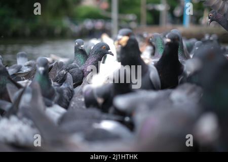 Chaos absolu dans un troupeau effrayé de pigeons Banque D'Images