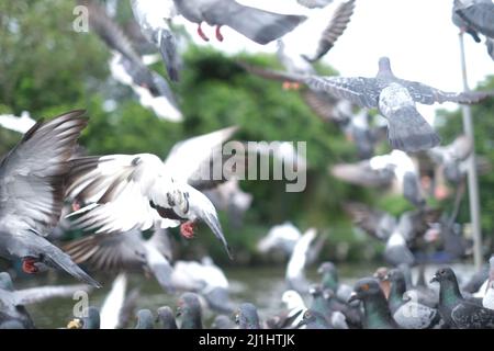 Chaos absolu dans un troupeau effrayé de pigeons Banque D'Images