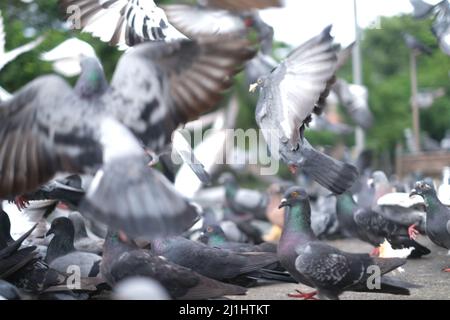 Chaos absolu dans un troupeau effrayé de pigeons Banque D'Images