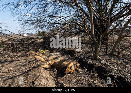 Kiev, Ukraine. 25th mars 2022. Un chien mort peut être vu à l'oblast de Kiev alors que l'armée russe intensifie l'offensive vers la capitale de l'Ukraine, Kiev. Dans le cadre de l'offensive russe intensifiée contre l'Ukraine dans tout le pays. De nombreuses maisons ont été détruites et des personnes déplacées, comme l'ONU le dit, 6,5m 000 personnes ont été déplacées à l'intérieur du pays et plus de 3,2 millions de réfugiés ont été fuis de la crise de guerre. Crédit : SOPA Images Limited/Alamy Live News Banque D'Images