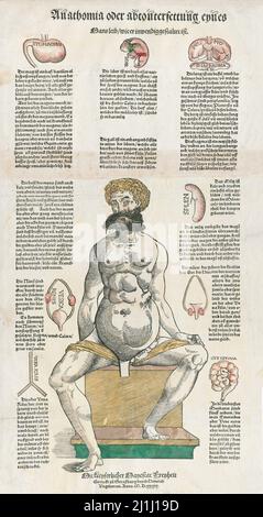 Une gravure du 16th siècle: Anatomie humaine. 1539 Anathomia oder abconterfettung eynes Mans leib wie er inwendig ... , 1539 Banque D'Images