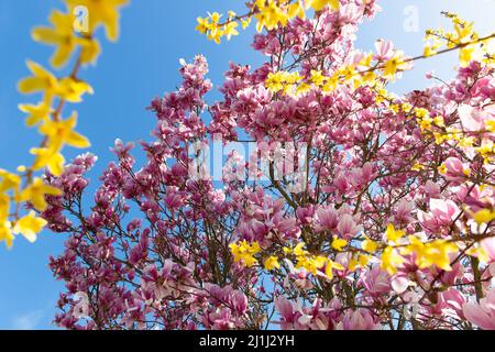 Spectaculaire rose magnolia fleurs en fleur sur un ciel bleu avec branche jaune de forsythia au premier plan Banque D'Images