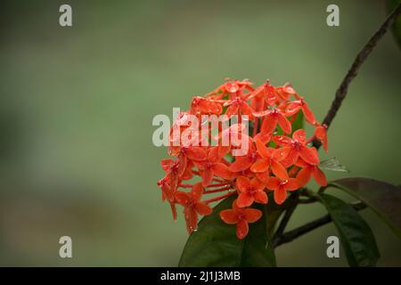 Photos de belles fleurs rouges. Banque D'Images