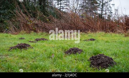 Une collection de moles collines sur un pâturage d'herbe Banque D'Images