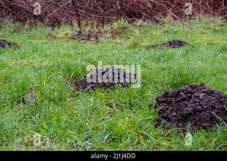 Une collection de moles collines sur un pâturage d'herbe Banque D'Images