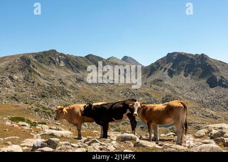Trois jeunes vaches hautes dans les montagnes aux alentours de 2300m dans le parc national et réserve de Pirin, montagne de Pirin, Bulgarie, Balkans, Europe Banque D'Images