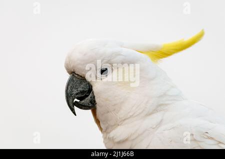 Portrait d'un Cockatoo à teneur en soufre. Banque D'Images