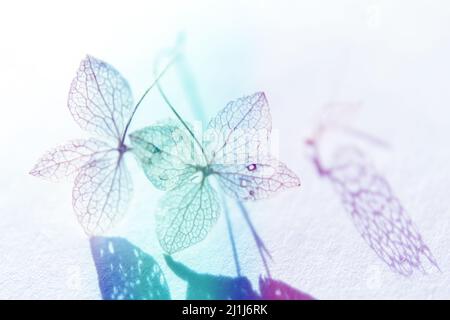 Fleur d'hortensia. Pétales de fleurs romantiques en gros plan. Faible profondeur de champ. Bleu pâle, lilas, violet, violet Hydrangea macrophylla Banque D'Images