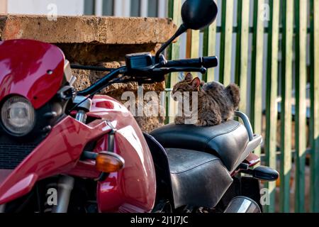 sieste de chat errant sur la selle d'une moto garée Banque D'Images