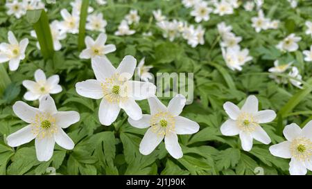 Fleurs et feuilles de l'anémone de bois (Anemone nemorosa, Anemonoides nemorosa, thimbleweed). Une fleur de printemps dans les forêts tempérées décidues, est une ea Banque D'Images