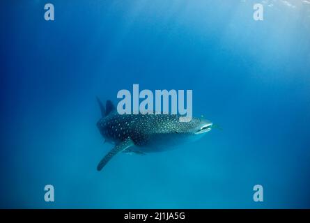 Requin-baleine (Rhincodon typus) dans le bleu, avec des rayons solaires descendant de la surface. Île Mafia, Tanzanie Banque D'Images