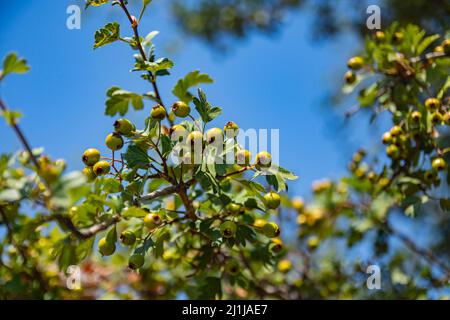 La fauwhorne ou la fauwhorne syrienne (Crataegus tanacetifolia), un arbuste à feuilles caduques à fleurs printanières ou un petit arbre originaire de Turquie. Banque D'Images