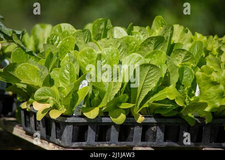 Plantules de laitue verte dans les plateaux de jardin extérieurs sur la ferme biologique Banque D'Images