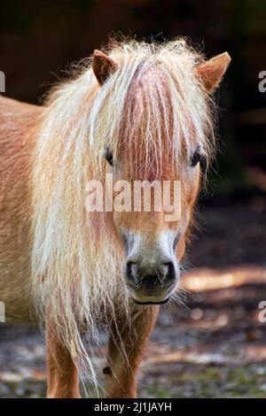 Poney Shetland - Equus ferus caballus Banque D'Images