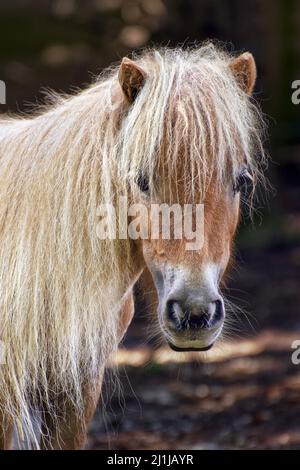 Poney Shetland - Equus ferus caballus Banque D'Images