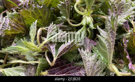 Jeunes feuilles d'ortie verte recueillies pour faire de la soupe de vitamines Banque D'Images