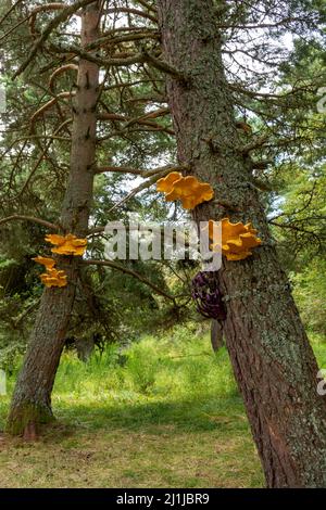 Horizons arts et natures dans Sancy 2020. Symbiose par Alex Werth, Puy de Dome, Auvergne Rhône Alpes, France Banque D'Images