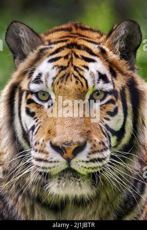 - Tigre de Sibérie Panthera tigris altaica Banque D'Images