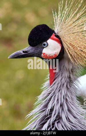 Grue à couronne grise - Balearia Regulorum Banque D'Images