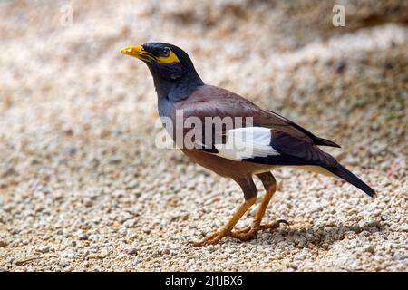 - Acridotheres tristis Mynah commun Banque D'Images