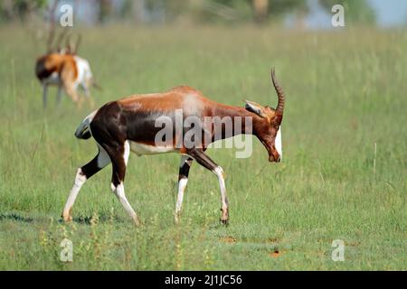 Antilope de bontebok (Damaliscus pygargus dorcas) en voie de disparition dans l'habitat naturel de l'Afrique du Sud Banque D'Images