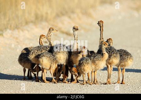 Couvée de petits poussins d'autruche (Struthio camelus) dans leur habitat naturel, désert de Kalahari, Afrique du Sud Banque D'Images