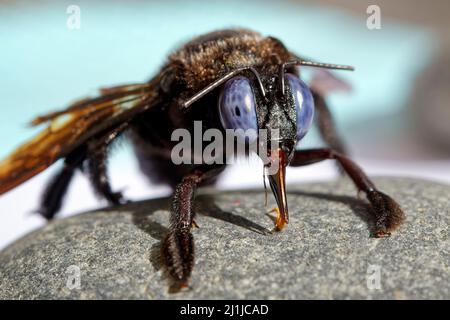 Abeille charpentière Xylocopa fenestrata - Banque D'Images