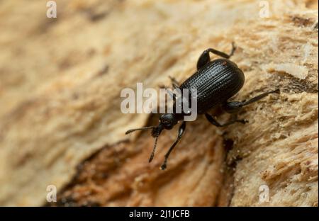 Charançon du museau à nez dentaire, Deporaus betulae sur bois, macro photo Banque D'Images